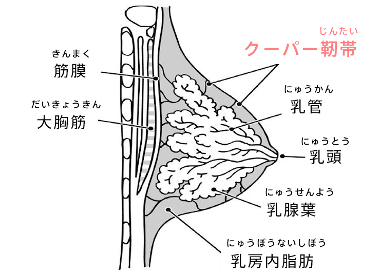 バスト(乳房)の構造
